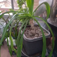 گل عنکبوتی یا اشک ملکه  واگا