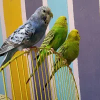 مرغ عشق جفت نر و ماده طوطی برزیلی|پرنده|تهران, طیب|دیوار