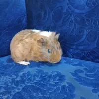 خوکچه هندی|موش و خرگوش|باسمنج, |دیوار