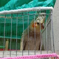 عروس هلندی نر