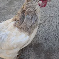 مرغ خروس