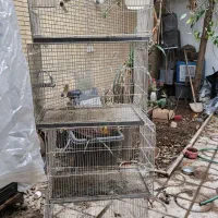 انواع قفس جفتی و کاسکویی و عروس زیرقیمت