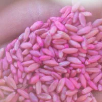 گندم بذری خوب از ما بخواهید.