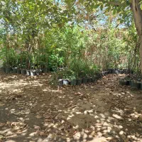 نهالستان پدرم