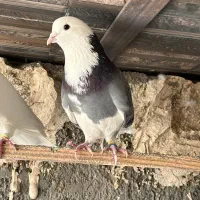 نر ابلغ ذات کبوتر کاشان