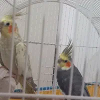 عروس هلندی جفت مولد‌