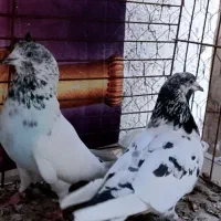 کفتر کله دم سبز پرشی ضمانتی تیر ماهی