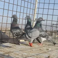 کبوتر بوم پرشی دانه ۲۵۰|پرنده|چناران, |دیوار