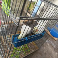 یک جفت عروس هلندی لوتینو|پرنده|محمدشهر, کوی بهار|دیوار