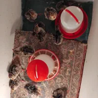 جوجه بوقلمون.    مامونیه