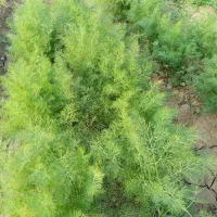 فروش سبزی خورشتی خام و تازه تحویل درب منزل رایگان|خوردنی و آشامیدنی|اندیمشک, |دیوار