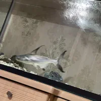 ماهی پنکوسی شکاری|ماهی|پارس‌آباد, |دیوار