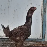 مرغ