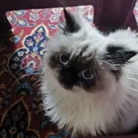 گربه هیمالین|گربه|لنجان, |دیوار