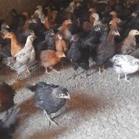 نیمچه گلپایگانی