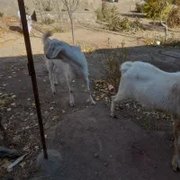 دوعدد تکه سانن|حیوانات مزرعه|سبزوار, بیهق شرقی|دیوار