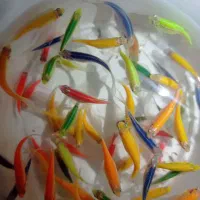 ماهی زبرا رنگی