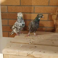 کبوتر سرور|پرنده|اردکان, |دیوار