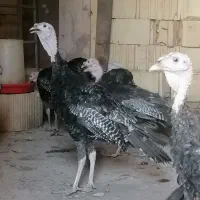 بوقلمون در حیوانات