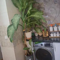 گل طبیعی دیفن باخیا