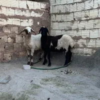 ۲راس بره ماده نزاییده تمیز
