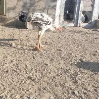 بچه و فریح لاری در سلماس|حیوانات مزرعه|خوی, |دیوار