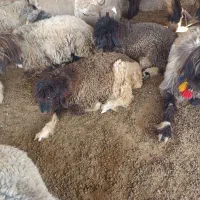 میش و بره