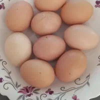 تخم مرغ