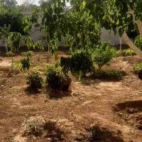 باغ ۱۰۰۰ متری زیر قیمت مجهز به آب شرب و برق|فروش زمین و ملک کلنگی|شیراز, فضل‌آباد|دیوار