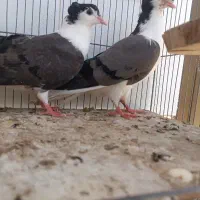مفلق دمگیر دوبحر