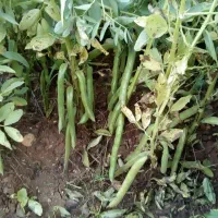 بذر باقله (باقالا) درجه یک یک،تضمینی،زودرس|گل و گیاه طبیعی|خرمآباد, |دیوار