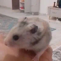 حیوانات همستر