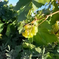 باغ انگور و میوه|فروش زمین و ملک کلنگی|زنده رود, |دیوار