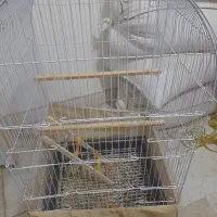 فروش عروس هلندی باقفس پرنده کاسکویی نو   توس 95