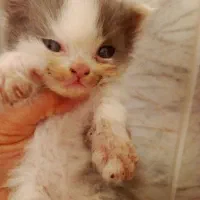 بچه گربه پرشین اصل|گربه|سبزوار, هویزه|دیوار