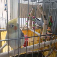 دوعدد عروس هلندی نر|پرنده|تهران, باشگاه نفت|دیوار