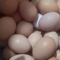 تخم مرغ محلی|خوردنی و آشامیدنی|جلین, |دیوار