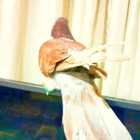 کفتر کبوتر کلاغ دم زرد گمشده