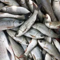 ماهی غزل آلا