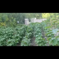 فروش-340-متر-زمین-رودبارقصران-فشم-با-قابلیت-ساخت