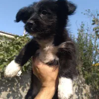 سگ پاکوتاه شیتزو اشپیتز پامریین|سگ|رودسر, |دیوار