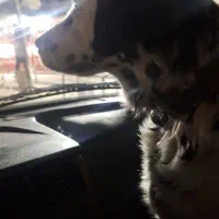 dalmatian|سگ|شیراز, بعثت|دیوار