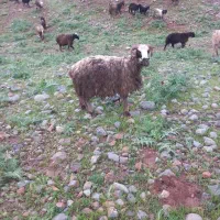 دوعدد قوچ بختیاری یک ساله