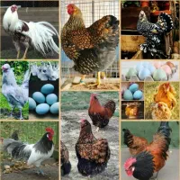 مرغ و خروس امرکانا|حیوانات مزرعه|تهران, فلسطین (میدان انقلاب)|دیوار