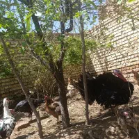 10 تا بوغلمون ماده کرچ شده و 1 بوغلمون نر