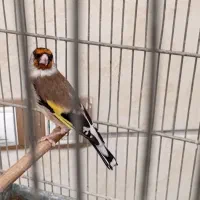 سهره جوجه قفس نر