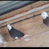 فروش کبوتر شازده