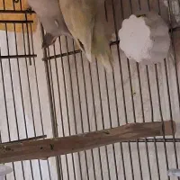 جفت کوتوله با جوجه