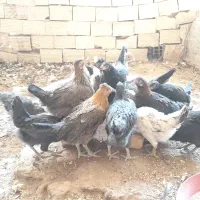 جوجه مرغ رسمی|حیوانات مزرعه|زارچ, |دیوار