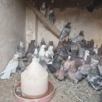 فروش کبوتر سرور